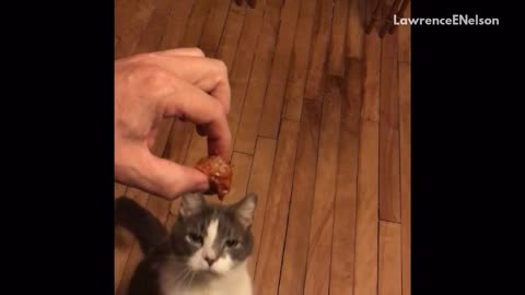 White and grey cat reaches for meatball