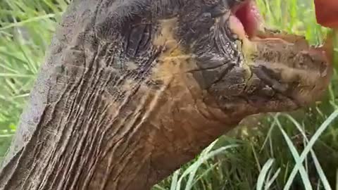 Huge turtle eats radishes!
