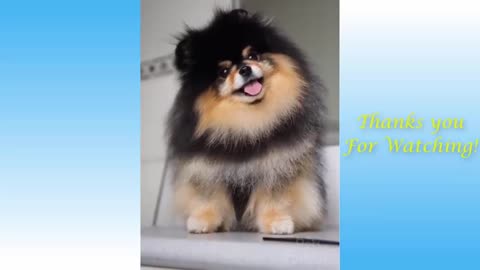 Dog After Bathed
