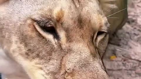 Big Lion Teeth! AWESOME