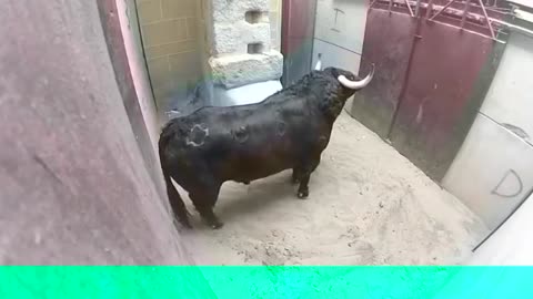 Dangerous Bulls Fight video: Best animal fights