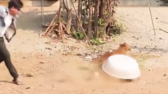 š¤£ššDummy animals pranką„¤funny š¶š¶dogs pranks videoą„¤