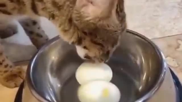 Funny animals