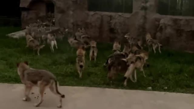 A pack of wolves