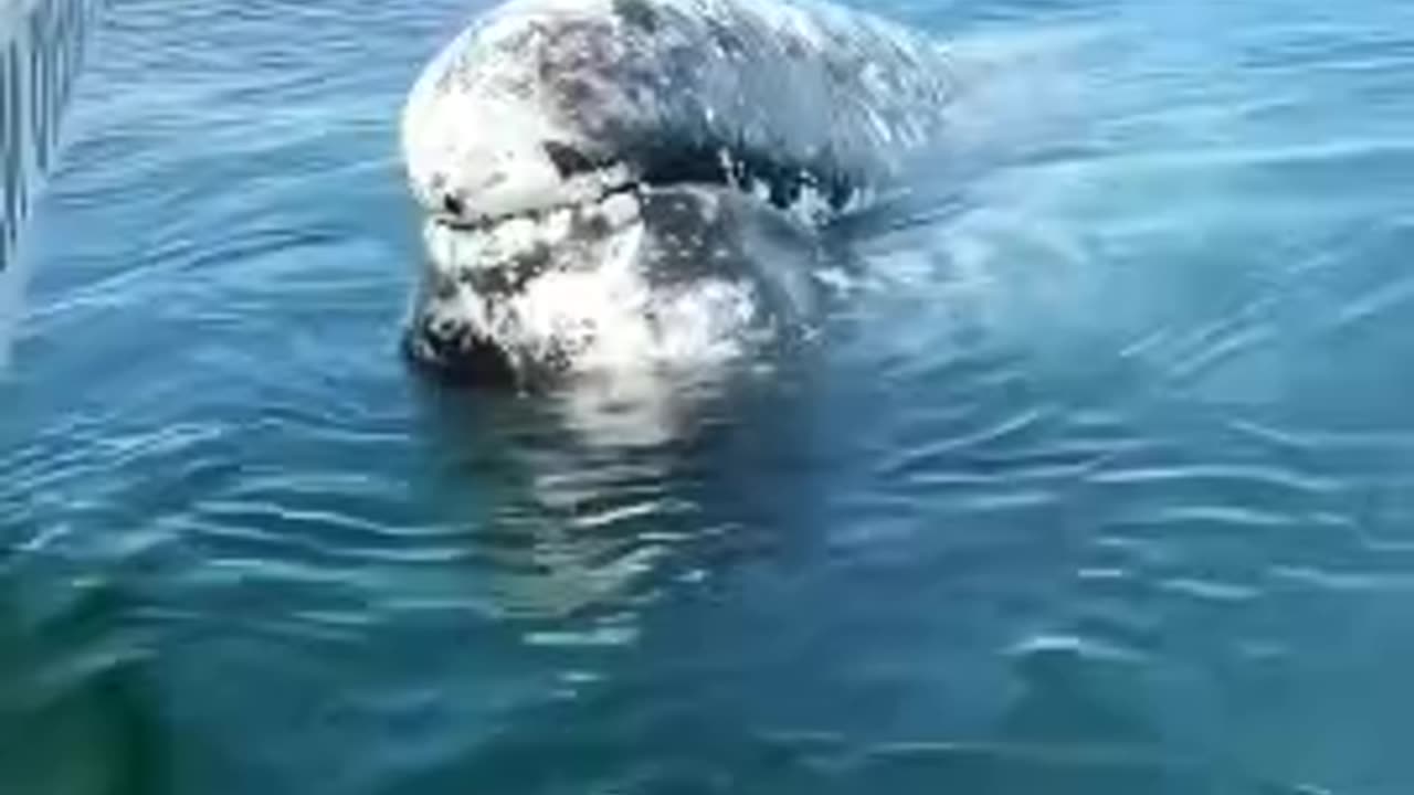 wao grey whales