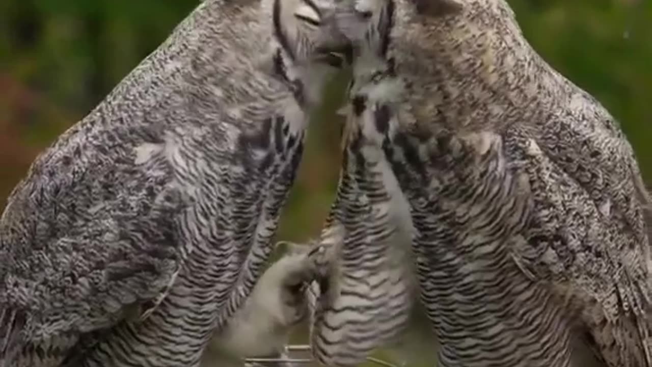 owl kiss 😍😍