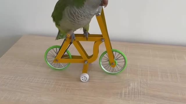 Smart Parrot