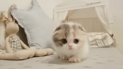 Cute cat | Cute baby cat | cute animal funny video | kitty