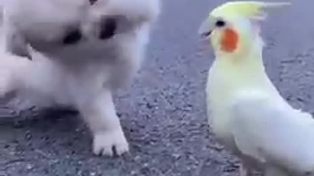 Cute Pets Best Funny Dogs New Video 2021