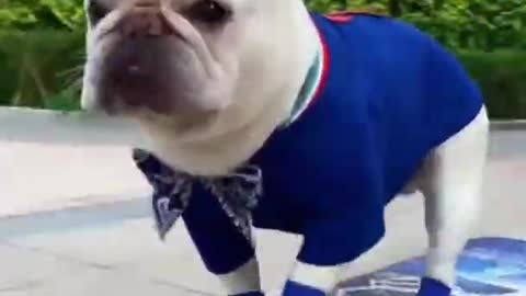 Can you imagine the bulldog skating on the road?