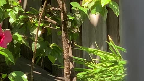 Red Whiskered Bulbul Baby Abandoned