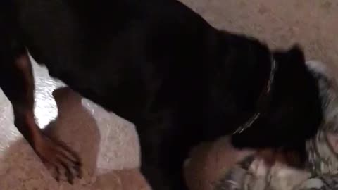 Sending the Rottweiler to bed