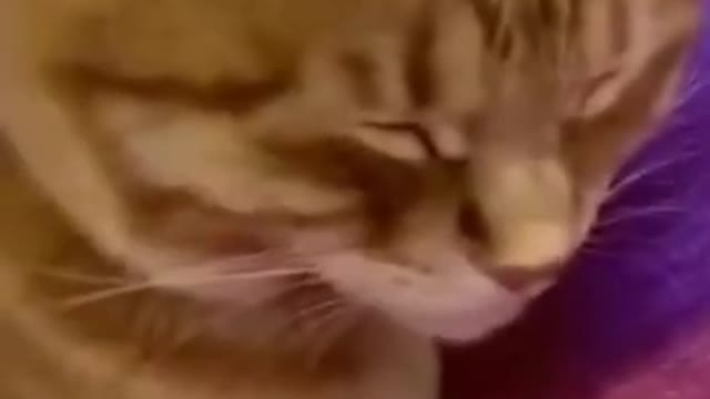 Funny cat shorts videos