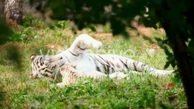 White Tigress And Cub