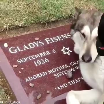 The dog misses grandmother GLADYS and cries at the vault