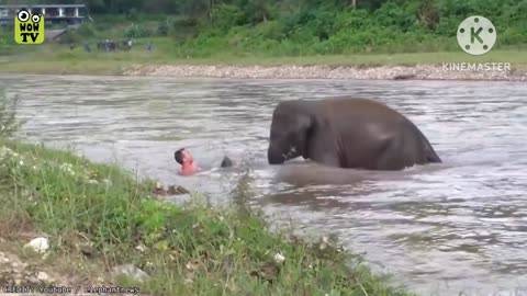 Brave Animals