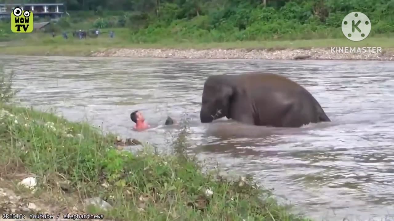 Brave Animals