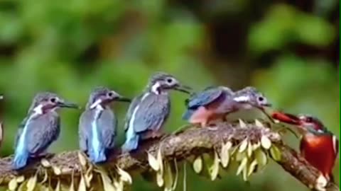 Bird birth are babys start to birth