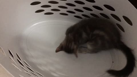 Case attacks the laundry basket