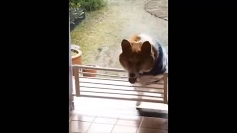 Funny cats and dogs Videos 😁