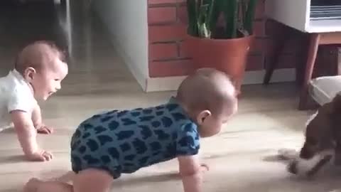 Bebês brincando com cachorro.