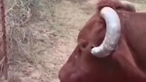 Cow thanks the farmer