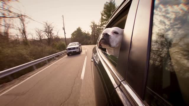 The dog is riding in the car having fun