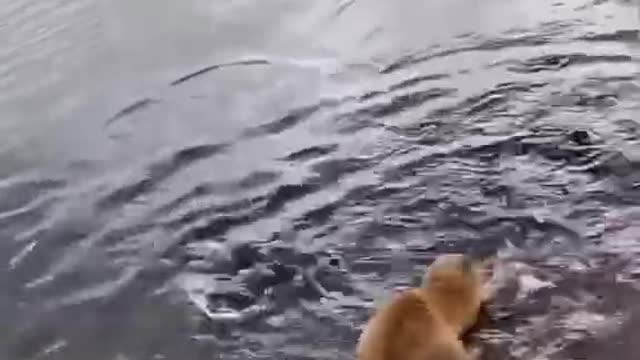 The kitten fishing