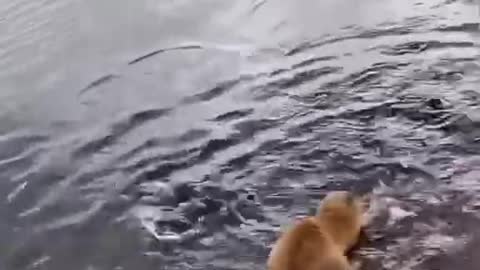 The kitten fishing