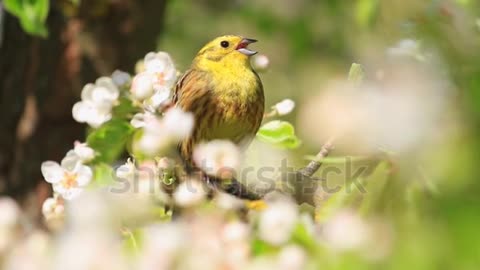 singing beautiful yellow bird the song of spring flowers