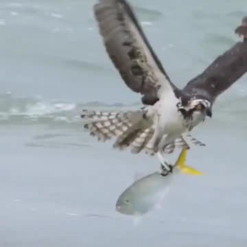 Eagles catch fish fast.​​ #shorts #eagle