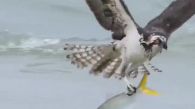 Eagles catch fish fast.​​ #shorts #eagle