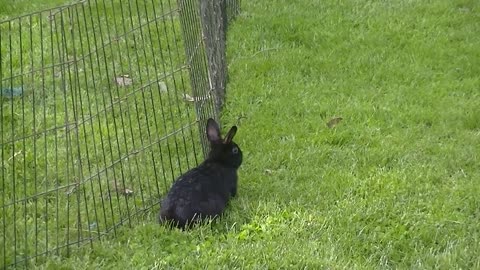 10 wk Roxy and Lucy running tame rabbit