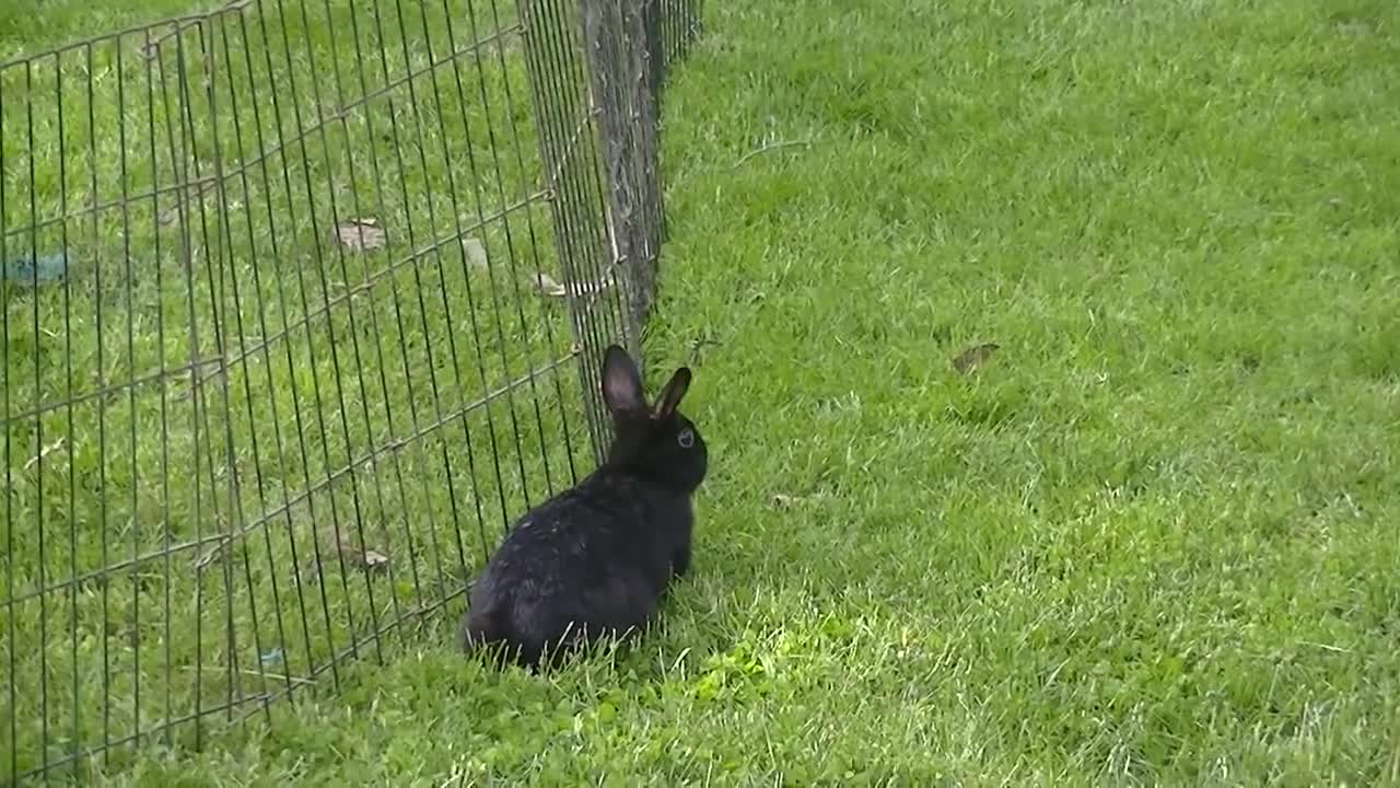 10 wk Roxy and Lucy running tame rabbit