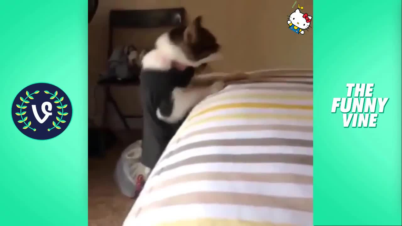 Funny Cats Video Ever