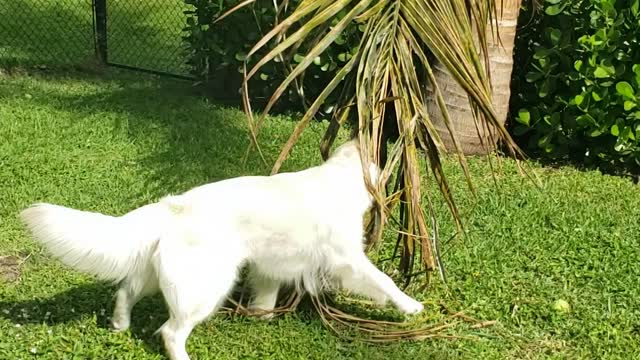 Maddie playing with the frond of a Coconut Palm