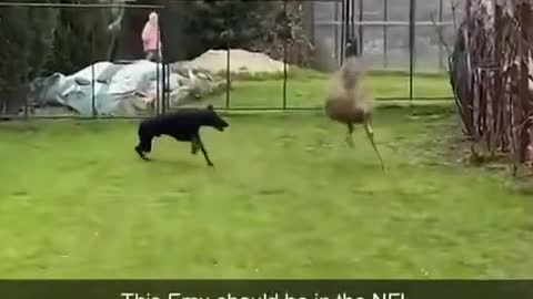 Buddy was SWEEERVING!