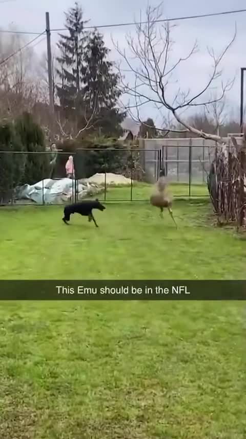 Buddy was SWEEERVING!