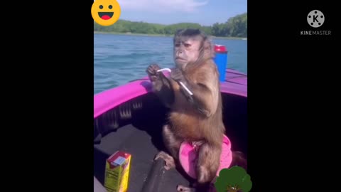Clever Boy, Clever Monkey, Drinking Juice Like Human