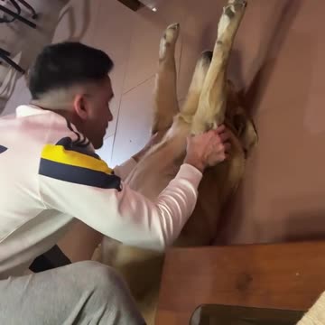 Dog Gets A Big Stretch 🐶