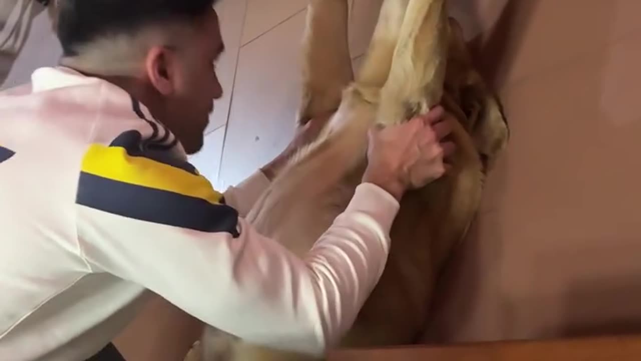 Dog Gets A Big Stretch 🐶