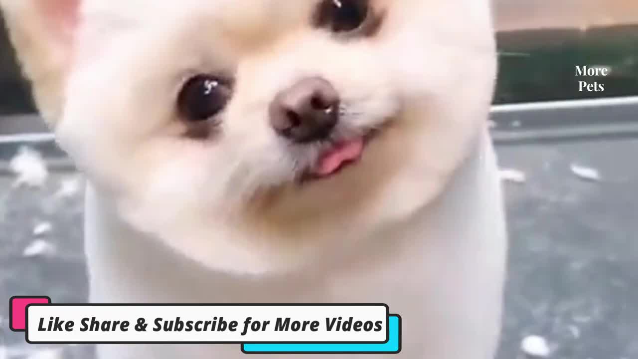 Viral Dog & Mouse Funny Video