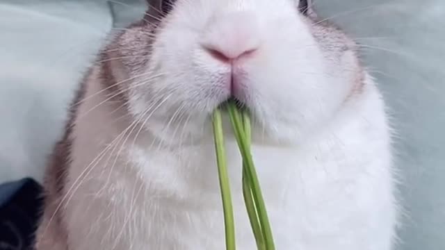 Adorable Baby Rabbit tries to eat, funny Lovely little Bunny😍😍