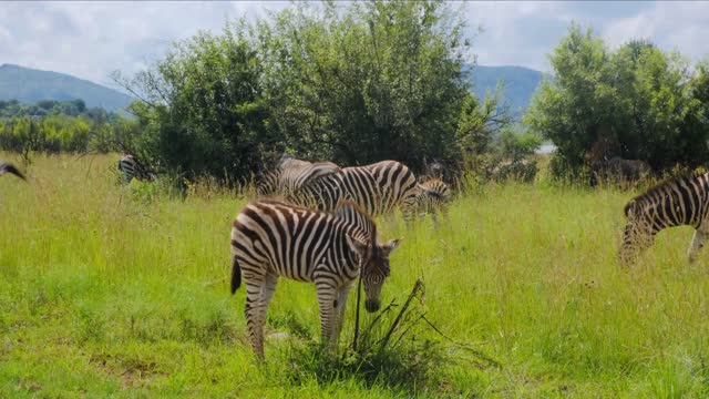 Zebras Grazing on Grassland