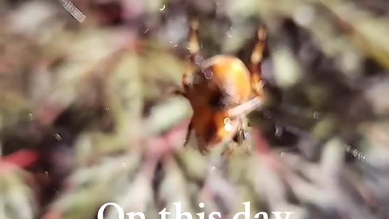 Spider happiness