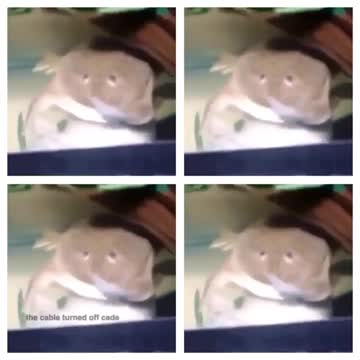 EVER (Hilarious Frog Dab Vine) _ Trending Comedy Vines July 2016