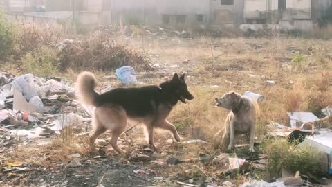 Dog Fight _ German Shepherd Rules _ Rural & GSD attitude _ Dog Training Exercise _