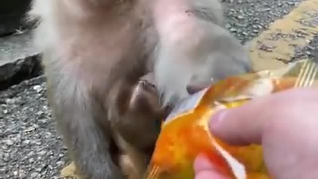 Feeding this cute baby monkey on road side.