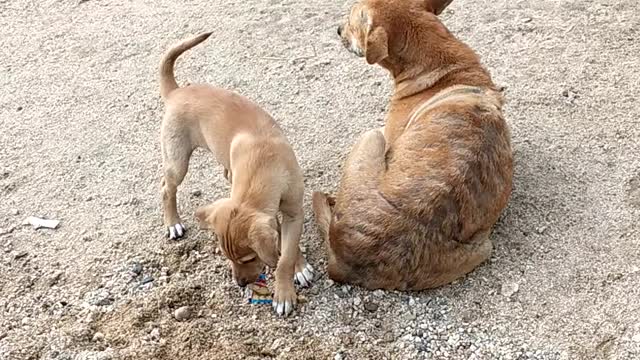 Baby dog and funny dog