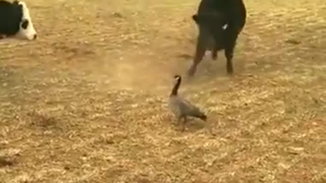 Brutal fight between a duck and several oxen (laughs). Will you face it!